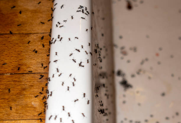 Best Pest Control for Businesses  in Masury, OH