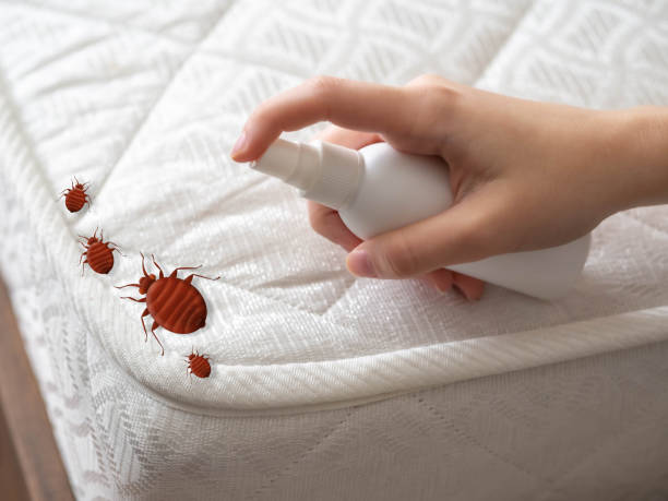 Best Termite Control Services  in Masury, OH