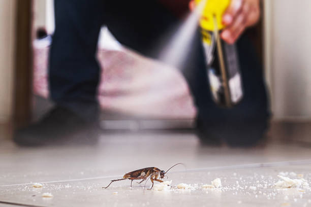 Reliable Masury, OH Pest Control Solutions