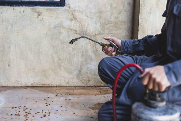 Best Flea Control Services  in Masury, OH